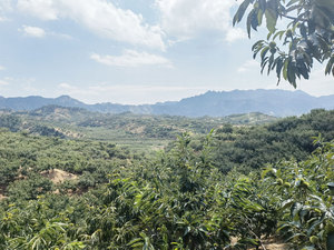 Snack di Castagne Cinesi Dolci Biologiche Professionali in Confezione Sacchetto con Certificato Halal Pronte da Mangiare - Product Image 5