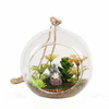 Prix usine Vase en verre borosilicaté Plantes artificielles Pot Vase en verre Plante Terrarium