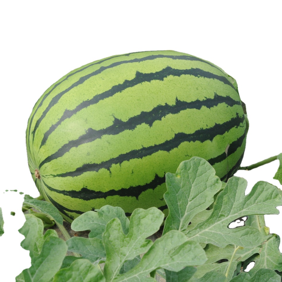 Watermelon Seed China Trade Buy China Direct From Watermelon Seed Factories At Alibaba Com