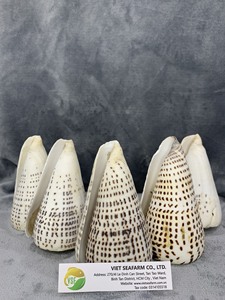 OFERTA ESPECIAL - CONCHA DE CONO DE LEOPARDO para HACER COLLARES - ESTILO ARTÍSTICO Regalo de Navidad - Marca Viet Seafarm de Vietnam - Product Image 4