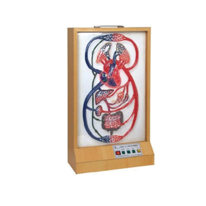 A2117 Modelo eléctrico de ciclo grande y pequeño de alta calidad multifunción médica que simula la circulación sanguínea de pulsación cardíaca - Product Image 6