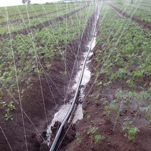 <span class=keywords><strong>สาย</strong></span><span class=keywords><strong>ยา</strong></span>งรดน้ำทางการเกษตร <span class=keywords><strong>200</strong></span> <span class=keywords><strong>เมตร</strong></span> 1 ม้วน ขนาด 1.2 นิ้ว แบบแบน สำหรับฉีดพ่นน้ำแบบฝนตก - Product Image 2