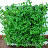 Zip Grow Système hydroponique automatisé Culture sans sol Conteneurs verticaux Jardin intérieur Agriculture Culture hydroponique