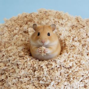 DongnaiPETS - Virutas de Madera de Pino 100% Naturales y Ecológicas, Libres de Polvo, Altamente Absorbentes, Control de Olores Extra, Forma de Tira, para Animales Pequeños - Product Image 1