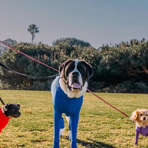 Piyama anjing profesional setelan pemulihan piyama anjing setelan bedah setelan pemulihan amputasi anjing poliester klasik cetak pakaian anjing musim panas - Product Image 3