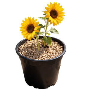 Granules <span class=keywords><strong>de</strong></span> <span class=keywords><strong>terre</strong></span> <span class=keywords><strong>de</strong></span> diatomées organiques modernes et écologiques <span class=keywords><strong>de</strong></span> haute qualité pour l'amélioration du sol <span class=keywords><strong>de</strong></span> plantation <span class=keywords><strong>de</strong></span> cactus succulents - Product Image 4