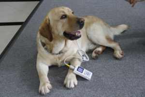 CMS60D-VET 전기 수의학용 맥박 산소 측정기 컬러 스크린 디스플레이 내장 배터리 2등급 1년 보증 (애완동물 수의사용) - Product Image 3