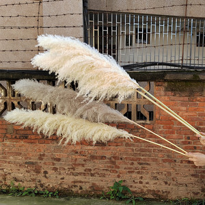 Bohémien fiori secchi naturali grande pennacchio Beige grande <span class=keywords><strong>erba</strong></span> di pampa per la casa fiori di nozze decorazione Hotel - Product Image 2