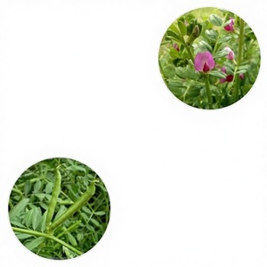 Semi di Pisello Arrowhead, Semi di Pisello Selvatico, Semi di Vetch Piccola, Semi ad Alto Contenuto Proteico, per Olio, Frutteto, Fertilizzazione Verde, Piante da Miele, Controllo delle Erbe Infestanti nei Pascoli - Product Image 1