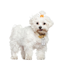 Accessoires pour animaux de compagnie personnalisés, collier pour chien, étiquettes d'adresse, imprimante, étiquette pour chien en aluminium anodisé, collier pour chat, plaque de nom avec numéro