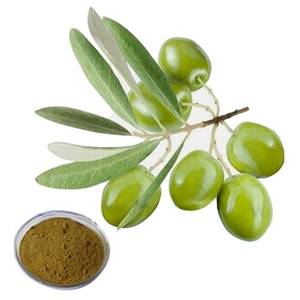 En İyi Fiyat Yüksek Kalite Zeytin Yaprağı Ekstresi Zeytin Yaprağı Ekstresi Tozu Oleuropein %20 %40 %50 %60 %70 Hidroksitirosol %20 - Product Image 2