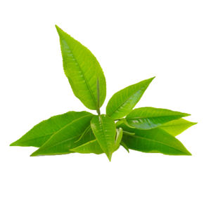 Kwaliteit Gedroogde <span class=keywords><strong>Egcg</strong></span> Epigallocatechine Gallaat 95% 98% Xian Epigallocatechine Capsule Epigallocatechine Gallaat - Product Image 3