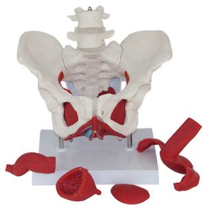 Modello Anatomico Smontabile del Bacino Femminile con Muscoli del Pavimento Pelvico e Modello Lombare - Product Image 2