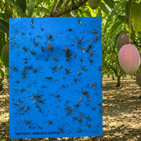 Trampa Adhesiva para Moscas de la Fruta de Doble Cara, 25x40cm, Resistente a los Rayos UV, Impermeable, para Control de Plagas en Huertos, Granjas e Invernaderos