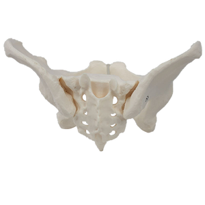 Modèle de simulation pelvienne féminine pour l'enseignement de la structure anatomique des organes et des os pelviens - Modèle squelettique féminin - Product Image 4