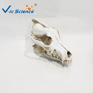 Modelo esquelético de cráneo de lobo para enseñanza, cráneo de animal salvaje simulado, exhibición de popularización y apreciación de la ciencia veterinaria. - Product Image 2