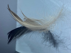 Plumes de canard grises ultra-pratiques de 2 à 4 cm, vente en gros d'usine <span class=keywords><strong>Linda</strong></span> Down - Product Image 5