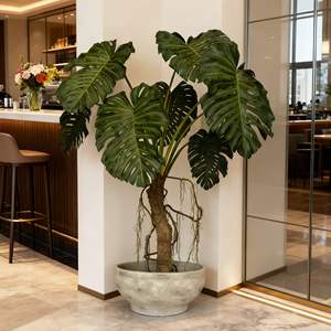 ต้นมอนสเตอร่าเทียมขนาดใหญ่ ออกแบบตามสั่ง สำหรับตกแต่งภูมิทัศน์ภายในอาคาร ต้นไม้มอนสเตอร่าขนาดใหญ่ทันสมัยสำหรับตกแต่งล็อบบี้โรงแรม - Product Image 2