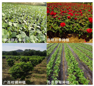 Fertilizante líquido microelemento para agricultura, planta de flores, soluble en agua, aminoácido, fertilizante de hojas - Product Image 4