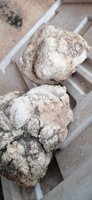 1KG de Hongo Eburiko Seco, Conk Crudo, Hongo Agarikon Natural Seco Entero en Venta