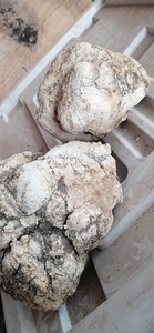 1KG <span class=keywords><strong>de</strong></span> Hongo Eburiko Seco, Conk Crudo, Hongo Agarikon Natural Seco Entero en Venta - Product Image 2