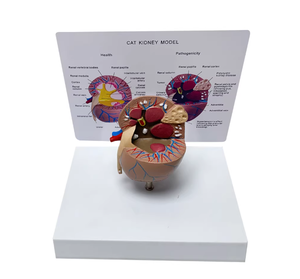 Modelo Anatómico de Riñón de Gato en PVC para Ciencias Médicas, Modelo de Órgano Anatómico <span class=keywords><strong>Animal</strong></span> - Product Image 2