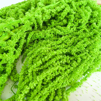 Fabrik Direkt verkauf Konservierte getrocknete Blumen Amaranth für Home Wedding Decoration Blumen arrangement