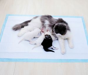 Couverture de lit pour chien jetable personnalisée en Chine, tapis pour animaux de compagnie - Product Image 3