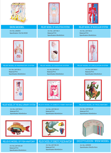 <span class=keywords><strong>DNA</strong></span> 모델 1 부품 LM2032 교육용 모델 - Product Image 5