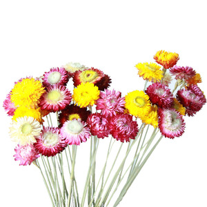 FBY02S-93 Vendita Calda per la casa naturale secchi Crisantemo Staminali Bouquet di Fiori Margherita Gambo Del Fiore selvaggio mini fiore stella margherita - Product Image 4