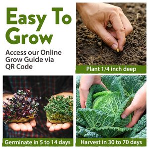 HOME GROWN 7 Chou sans OGM pour la plantation - Product Image 6