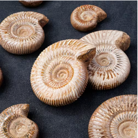 Coquille d'ammonite Pavlovia en cristal marin naturel blanc, spécimen de géode, ornement pédagogique pour salle de classe scientifique et musée