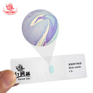 Sección longitudinal de semilla de frijol, tejido vegetativo de planta dicotiledónica, preparado para observación microscópica en biología - Product Image 1