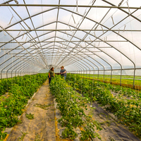 Haute Tunnel Agriculture Serre Tropicale Tomates Serre Cadre En Métal pour Légumes Structure Film Serre pour Plante