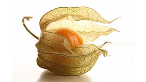 Polvo de Fruta de Grosella Dorada de Grado Alimenticio, Polvo de Grosella, Extracto de <span class=keywords><strong>Physalis</strong></span> Peruviana, Extracto de Fruta de Grosella Dorada - Product Image 2
