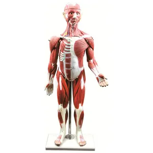 GelsonLab HSBM-149 人体肌肉解剖模型人体肌肉模型 30 件