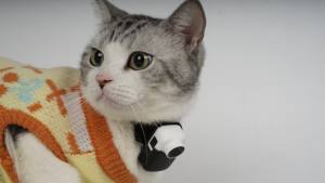 Localizador GPS Inteligente para Mascotas, Perros y Gatos, Resistente al Agua, con Collar de Seguridad, Rastreador 4G Wifi, Llamadas de Voz, Personalizable OEM - Product Image 2