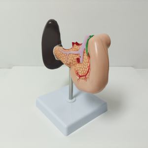 Vente en gros science médicale Viscérale Pathologique PVC 22 pièces Modèle anatomique agrandi détachable de la rate et du pancréas duodénum - Product Image 5