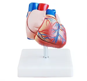 새로운 스타일 3D 분리 교육 성인 인체 해부학 PVC 플라스틱 실물 크기 의학 과학 심장 해부학 2 부분 심장 모델