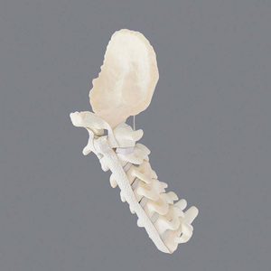 YULIN Modèle de segment cervical humain en mousse solide : Occiput-C7, Modèle anatomique de colonne vertébrale pour l'enseignement et la démonstration en orthopédie, CE & ISO - Product Image 2