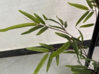 Jardinière en bambou artificiel résistante aux UV pour l'aménagement extérieur, avec design Bonsaï et écran
