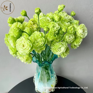 Suministro Directo de Kunming, <span class=keywords><strong>Eustoma</strong></span> <span class=keywords><strong>Grandiflorum</strong></span> Fresca Recién Cortada con Capullos, Decoración Floral, 8-13 Ramas/Unidad - Product Image 4