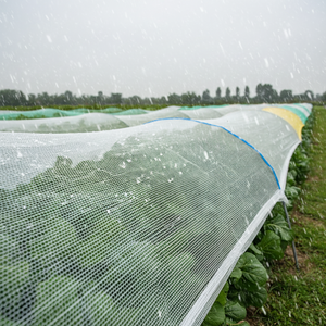 <span class=keywords><strong>Filet</strong></span> <span class=keywords><strong>anti</strong></span>-<span class=keywords><strong>grêle</strong></span> 100 % PE vierge pour vergers / <span class=keywords><strong>Filet</strong></span> <span class=keywords><strong>anti</strong></span>-<span class=keywords><strong>grêle</strong></span> / Filets <span class=keywords><strong>anti</strong></span>-pluie pour arbres fruitiers - Product Image 2