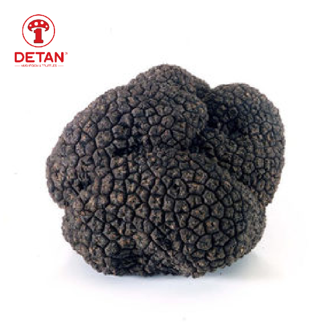 Оптовая продажа диких свежих черных трюфелей