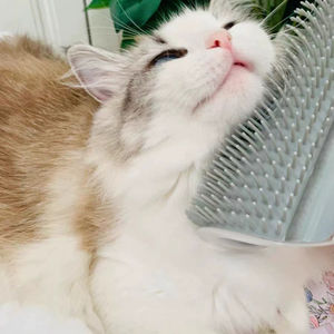 Commercio all'ingrosso prodotti per animali domestici PP materiale montato a parete Pet toelettatura massaggiatore gatto prurito sollievo e rimozione dei peli per gli animali domestici di cani e gatti - Product Image 3