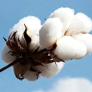 열전열투 이리야 로자노프 81 2025년 봄 투피스 세트 타이다이 3D 효과 폴리에스터 긴팔 남녀공용 - Product Image 2