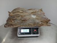 Offre Spéciale Frozen Jaune Croaker Jaune Corvina Bonne Qualité