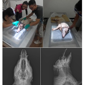 เครื่องเอ็กซ์เรย์สัตวแพทย์ HC-R004A 200mA สำหรับโรงพยาบาลเคลื่อนที่ ราคาเครื่องเอ็กซ์เรย์สัตวแพทย์ - Product Image 3