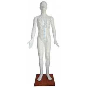 Profesyonel akupunktur insan vücudu modeli erkek yaşam boyutu akupunktur modeli öğretim yardım için 178CM