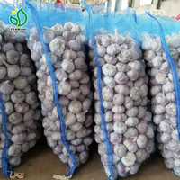 Ail blanc frais normal Fenduni de Chine, 10 kg/boîte, 5,5 cm/6,0 cm, certifié phytosanitaire, export en vrac au Chili/Brésil/Suriname/Guyane